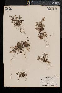 Potentilla canadensis image