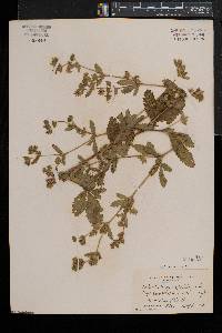 Potentilla norvegica subsp. monspeliensis image