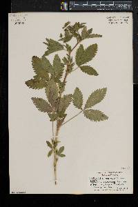 Potentilla norvegica subsp. monspeliensis image
