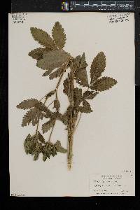 Potentilla norvegica subsp. monspeliensis image