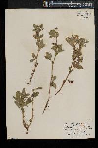 Potentilla norvegica subsp. monspeliensis image