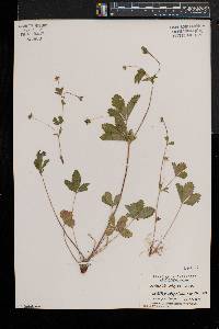Potentilla simplex var. simplex image