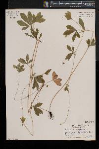 Potentilla simplex var. simplex image