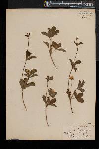Potentilla simplex var. simplex image