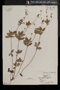 Potentilla simplex var. simplex image
