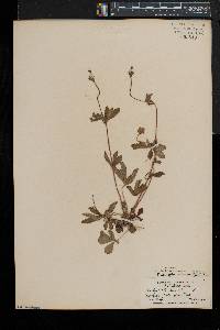 Potentilla simplex var. simplex image