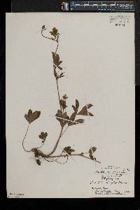 Potentilla simplex var. simplex image