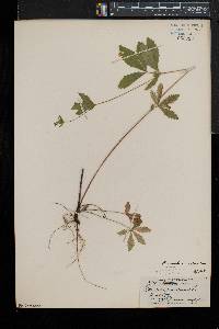 Potentilla simplex var. simplex image