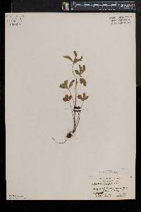 Potentilla simplex var. simplex image