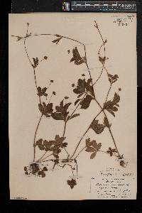 Potentilla simplex var. simplex image
