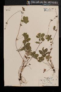 Potentilla simplex var. simplex image