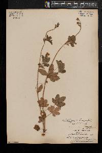 Potentilla simplex var. simplex image