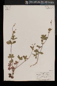 Potentilla simplex var. simplex image