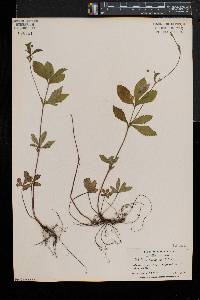 Potentilla simplex var. simplex image