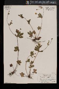 Potentilla simplex var. simplex image