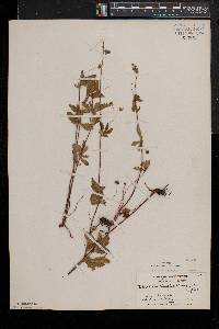 Potentilla simplex var. simplex image