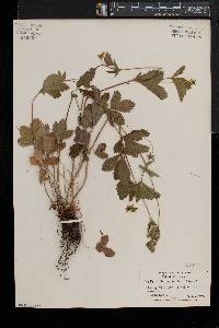 Potentilla simplex var. simplex image