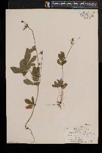Potentilla simplex var. simplex image