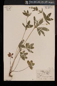 Potentilla simplex var. simplex image