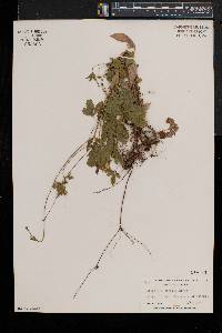Potentilla simplex var. simplex image