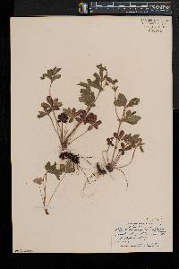 Potentilla simplex var. simplex image