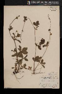 Potentilla simplex var. simplex image