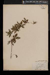 Potentilla simplex var. simplex image