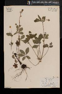 Potentilla simplex var. simplex image