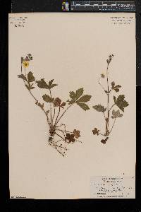 Potentilla simplex var. simplex image
