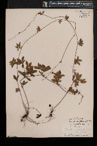 Potentilla simplex var. simplex image