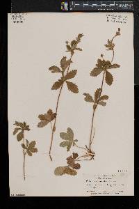 Potentilla simplex var. simplex image