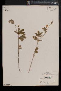 Potentilla simplex var. simplex image