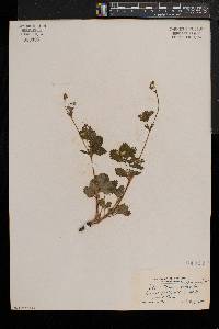 Potentilla simplex var. simplex image