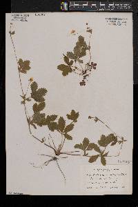 Potentilla simplex var. simplex image
