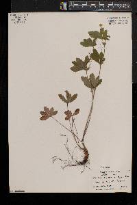 Potentilla simplex var. simplex image