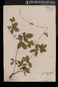 Potentilla simplex var. simplex image