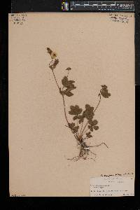 Potentilla simplex var. simplex image
