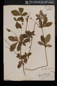 Potentilla simplex var. simplex image