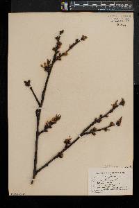 Prunus avium image