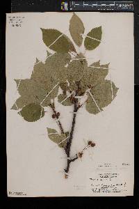 Prunus avium image