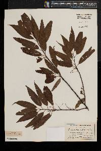 Prunus pensylvanica image