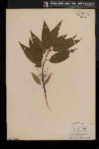 Prunus pensylvanica image