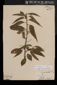 Prunus pensylvanica image