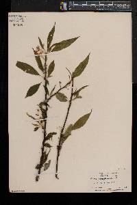 Prunus pensylvanica image