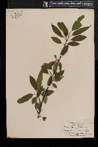 Prunus pensylvanica image