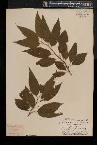 Prunus pensylvanica image