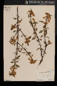 Prunus pensylvanica image