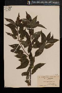 Prunus pensylvanica image