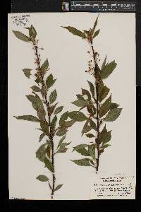 Prunus pensylvanica image