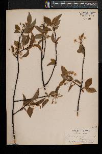 Prunus pensylvanica image